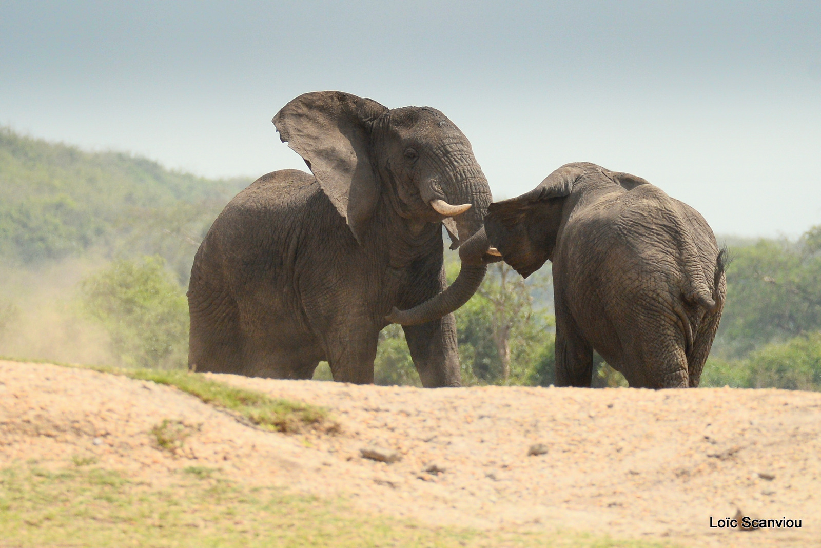 Éléphant de savane d'Afrique/Savanna Elephant (13)