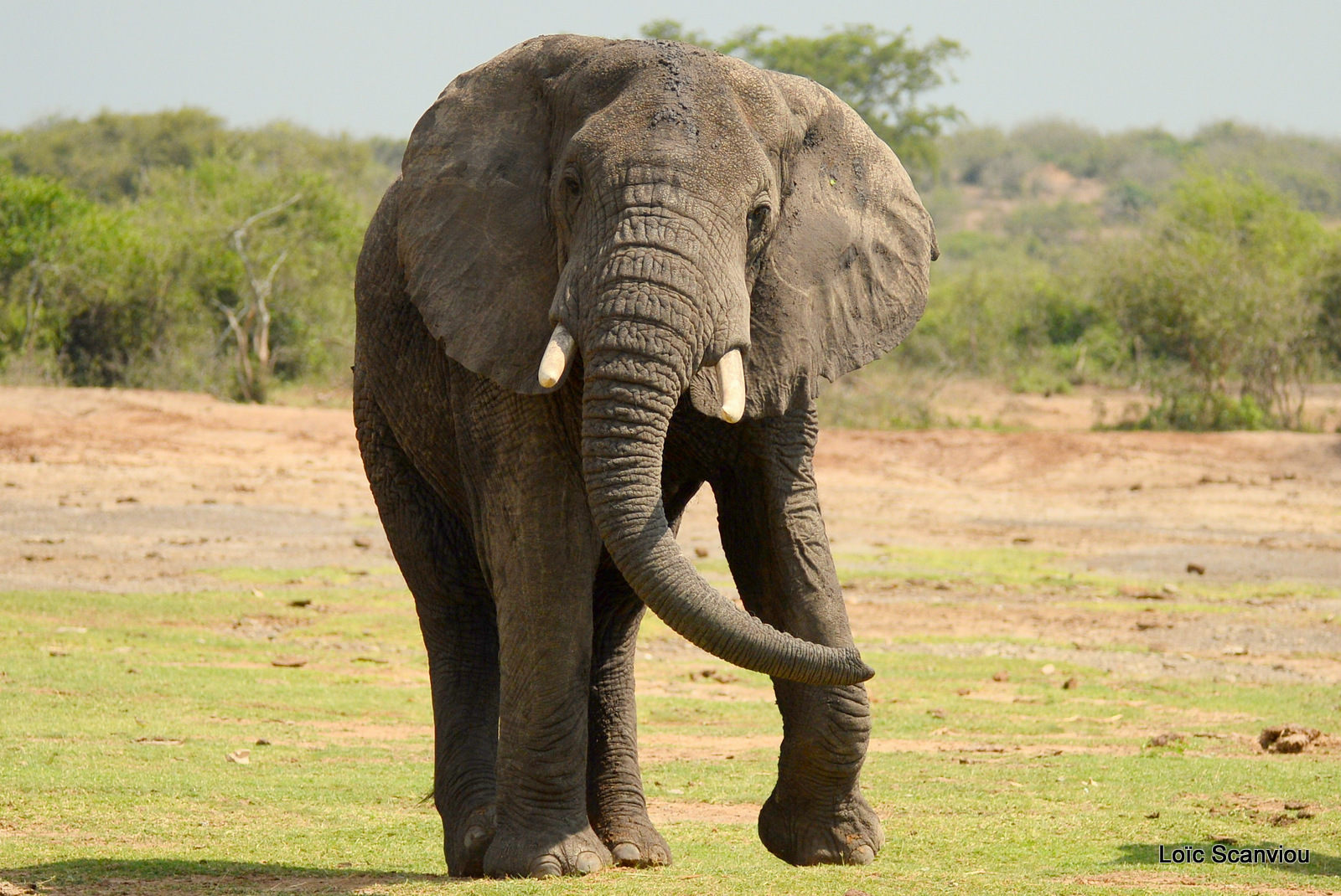 Éléphant de savane d'Afrique/Savanna Elephant (14)