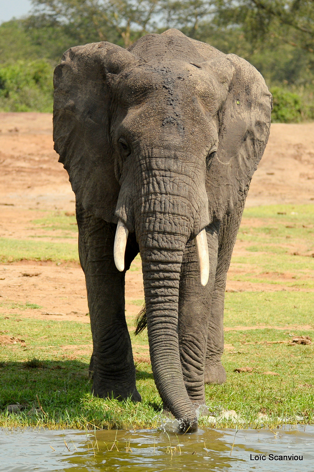 Éléphant de savane d'Afrique/Savanna Elephant (15)
