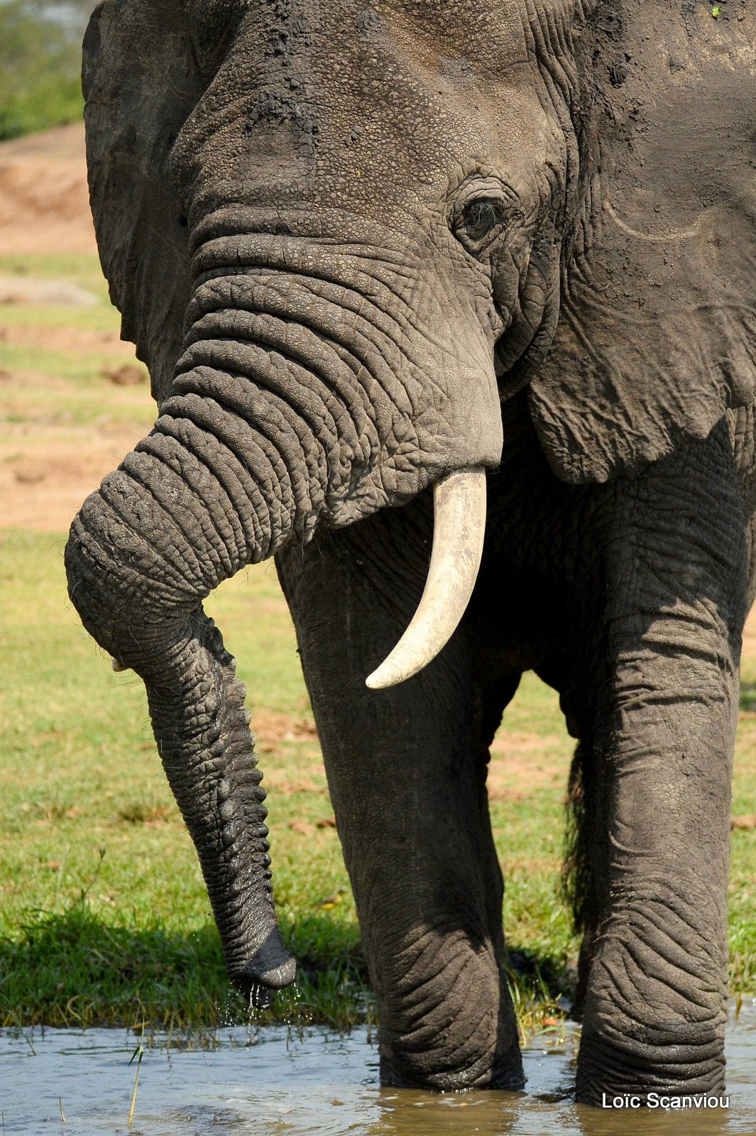 Éléphant de savane d'Afrique/Savanna Elephant (16)