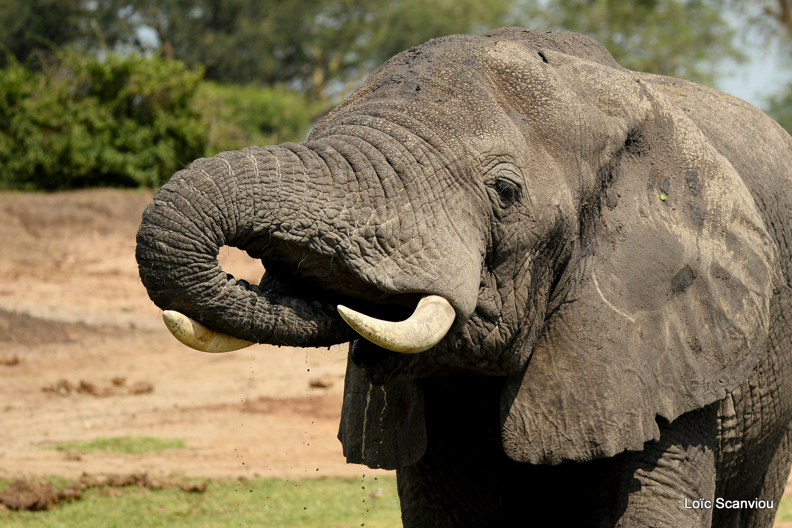 Éléphant de savane d'Afrique/Savanna Elephant (17)