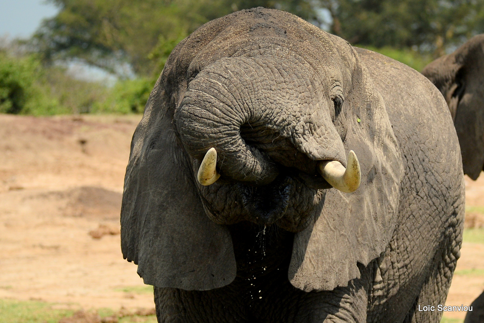 Éléphant de savane d'Afrique/Savanna Elephant (18)