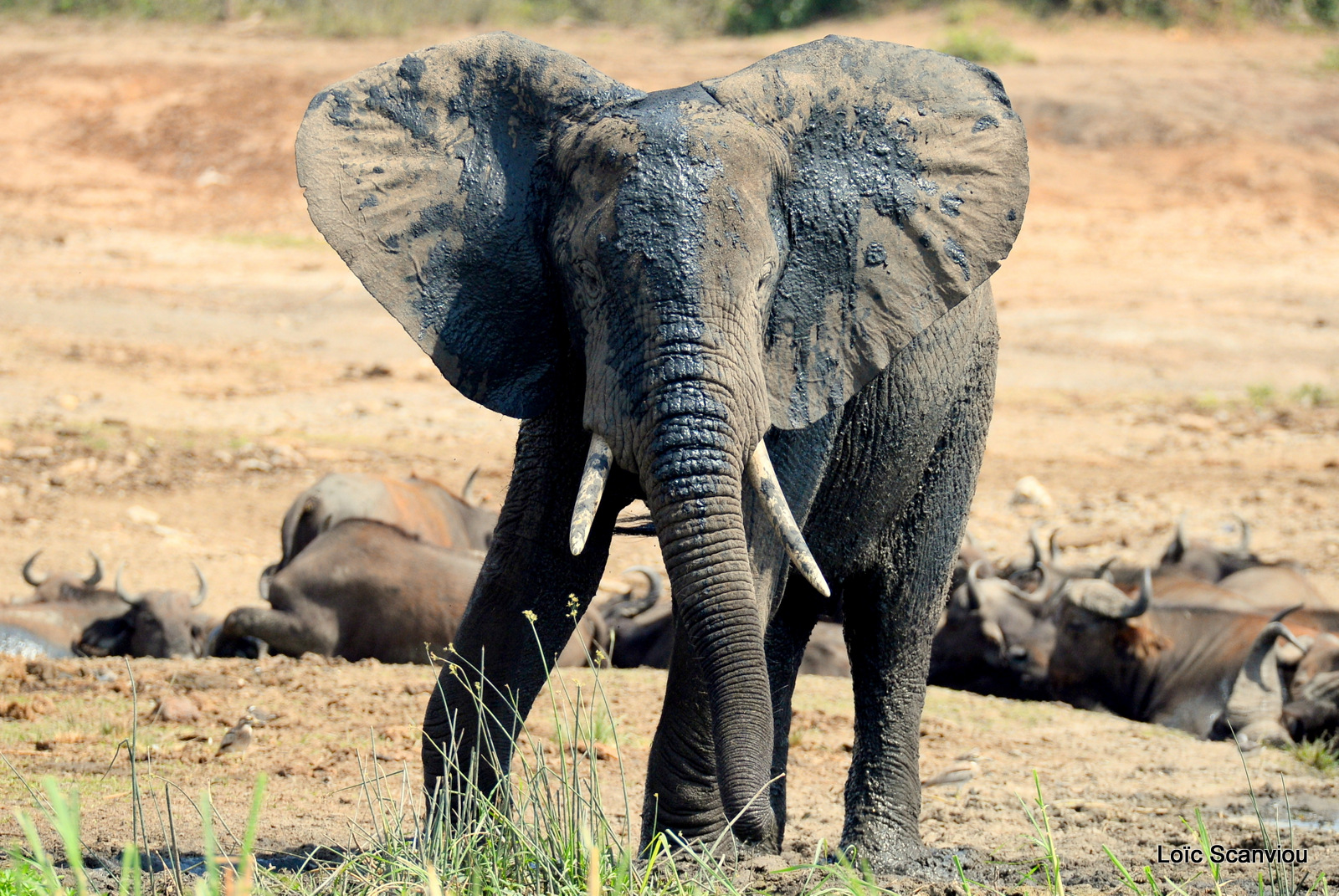 Éléphant de savane d'Afrique/Savanna Elephant (19)