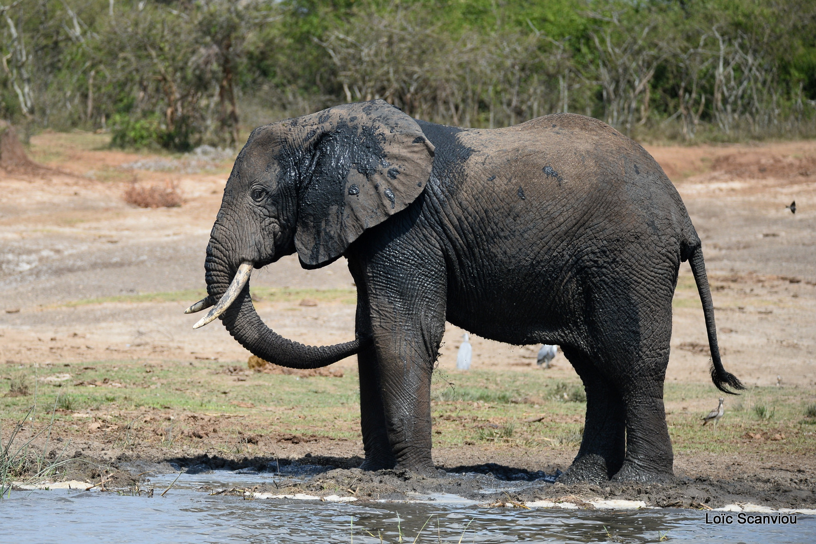 Éléphant de savane d'Afrique/Savanna Elephant (20)