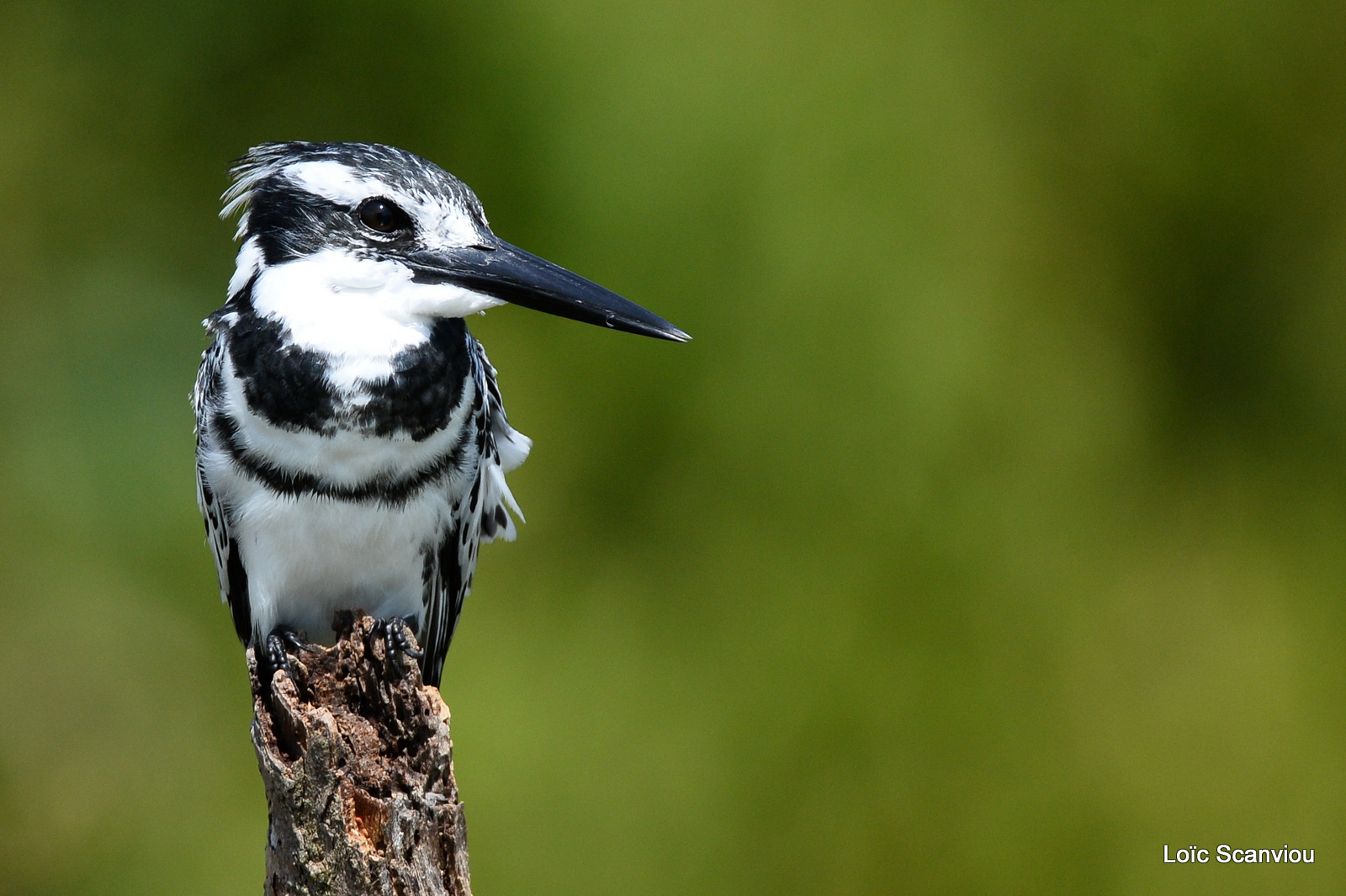 Martin-pêcheur pie/Pied Kingfisher (3)