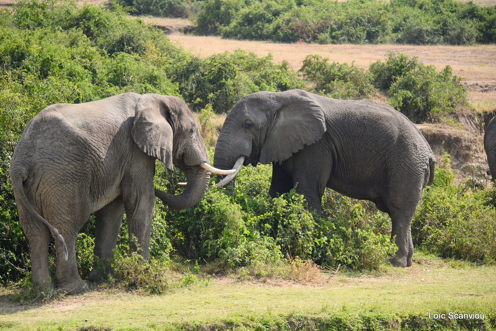 Éléphant de savane d'Afrique/Savanna Elephant (21)