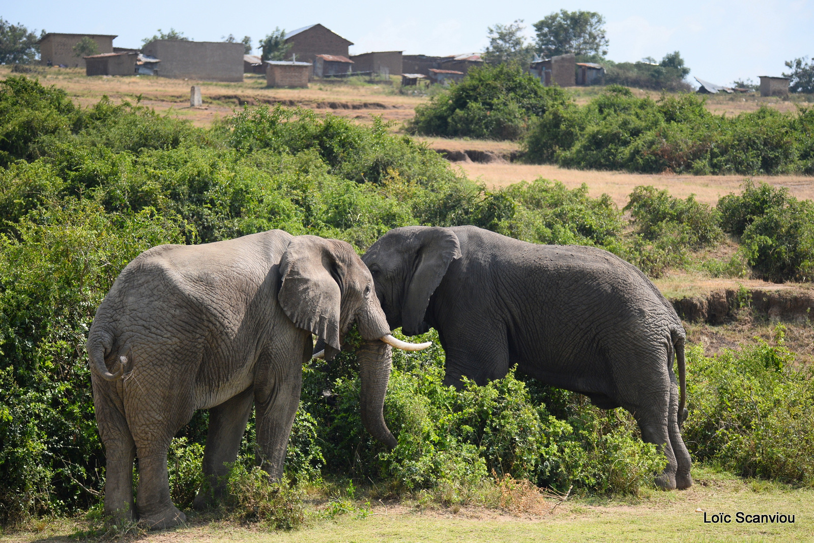 Éléphant de savane d'Afrique/Savanna Elephant (22)
