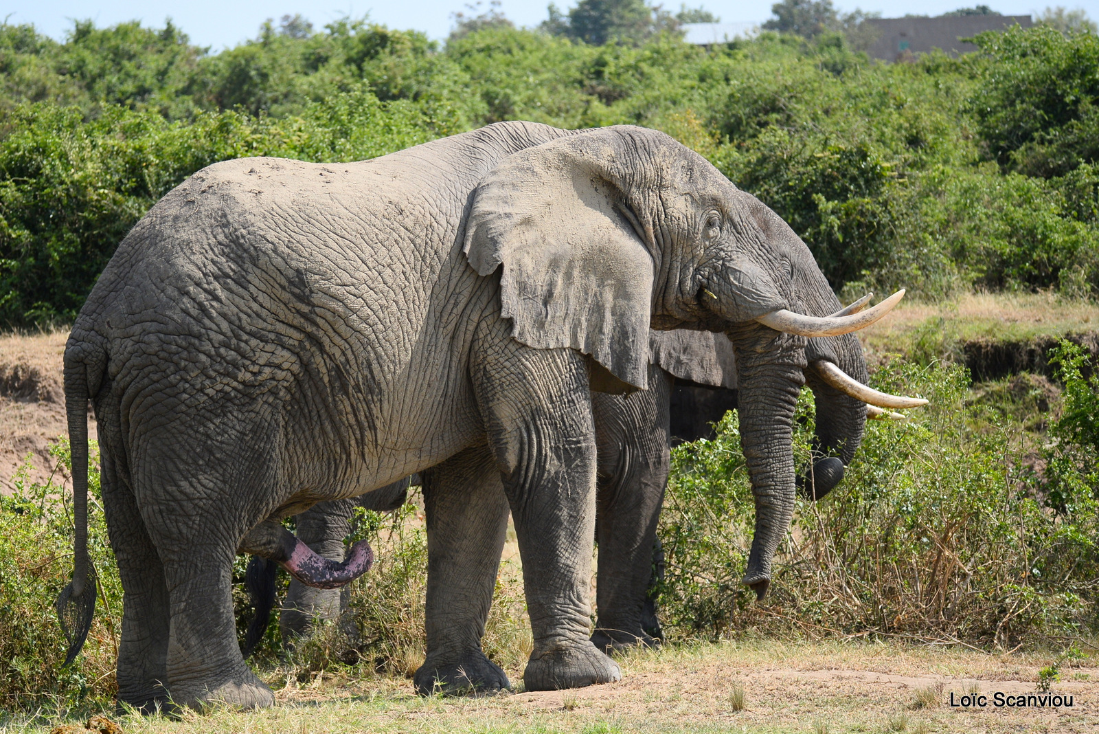 Éléphant de savane d'Afrique/Savanna Elephant (23)