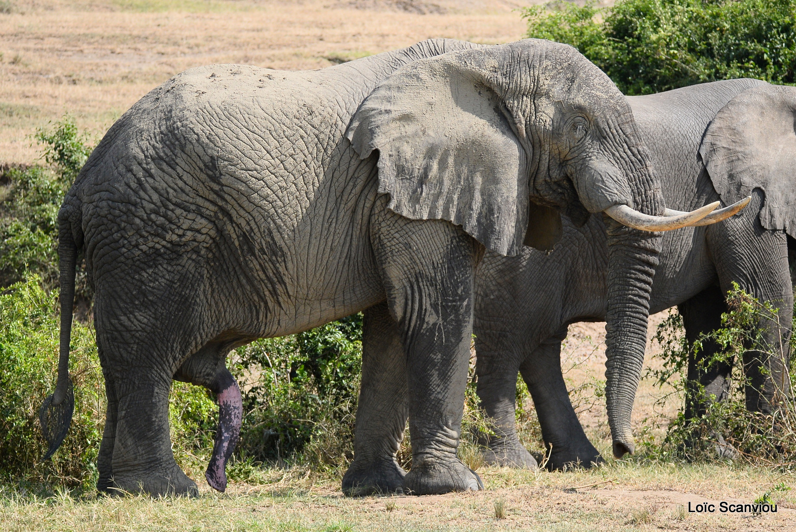 Éléphant de savane d'Afrique/Savanna Elephant (24)