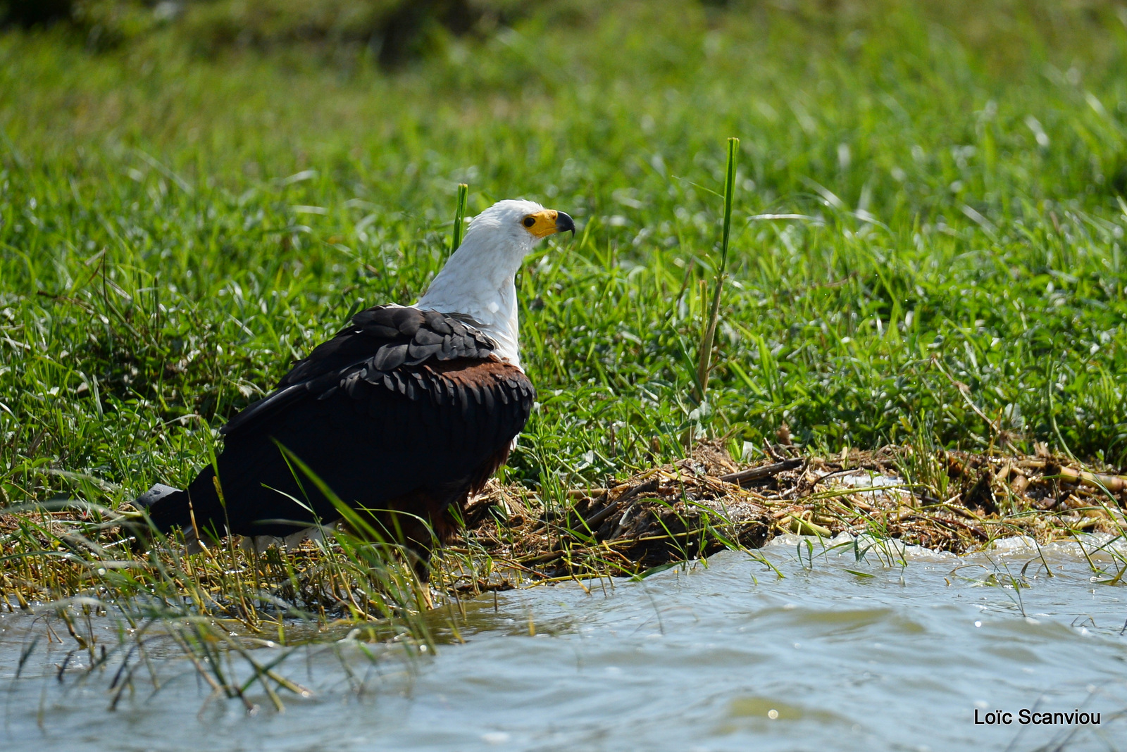 Aigle vocifère/African Fish Eagle (3)