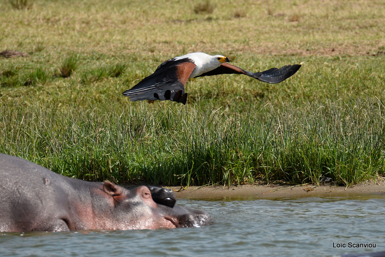 Aigle vocifère/African Fish Eagle (4)
