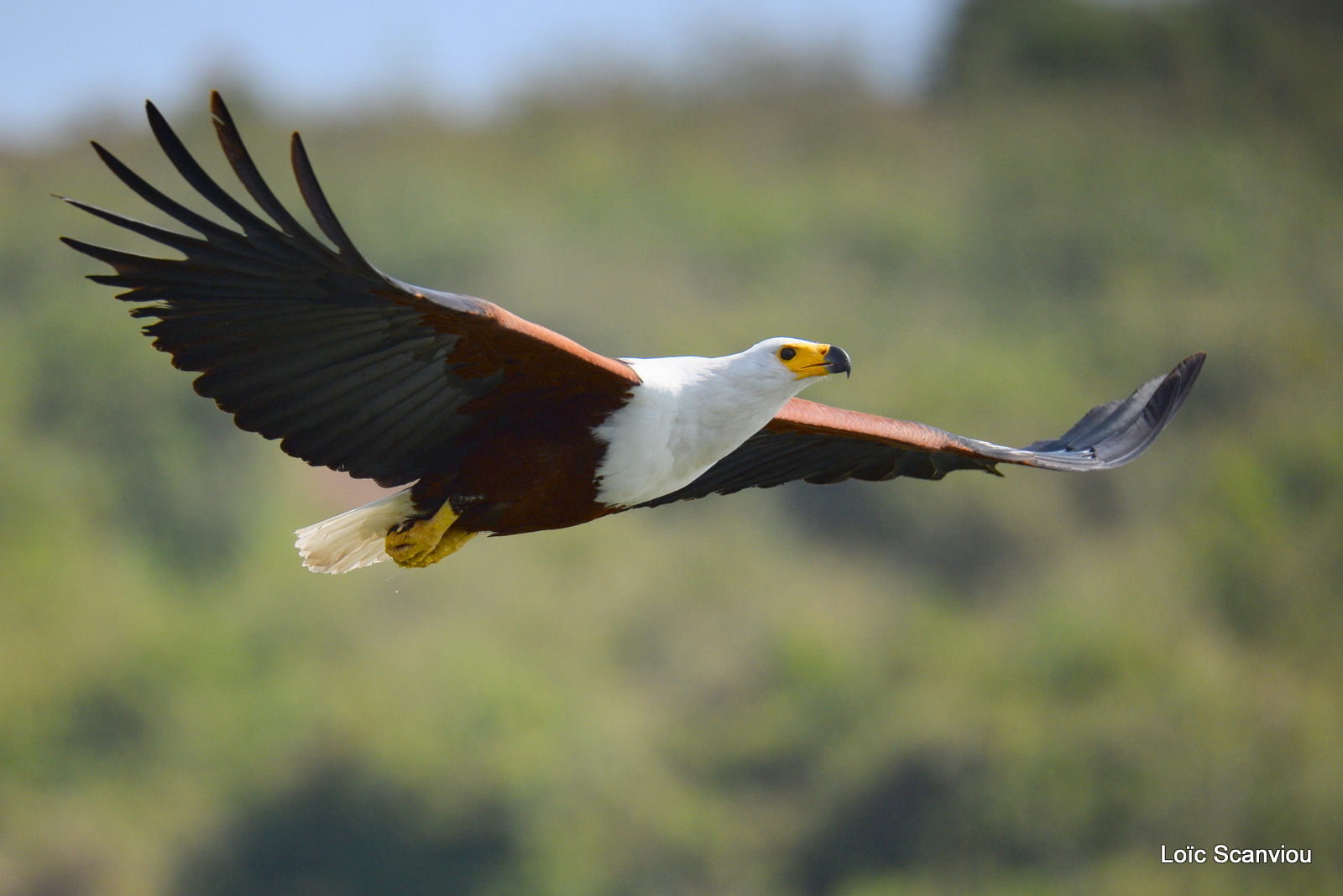Aigle vocifère/African Fish Eagle (5)