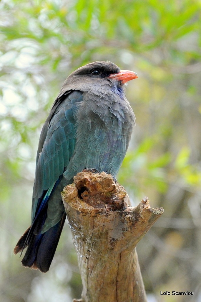 Rolle oriental/Oriental Dollarbird
