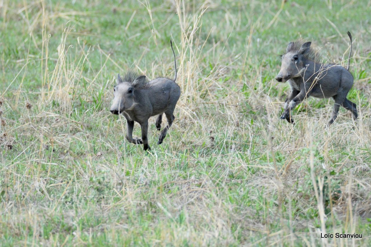 Phacochère/Warthog (1)