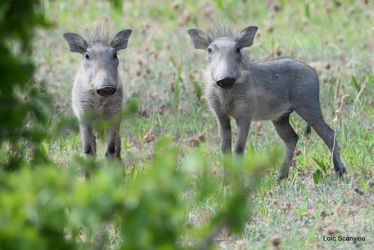 Phacochère/Warthog (2)