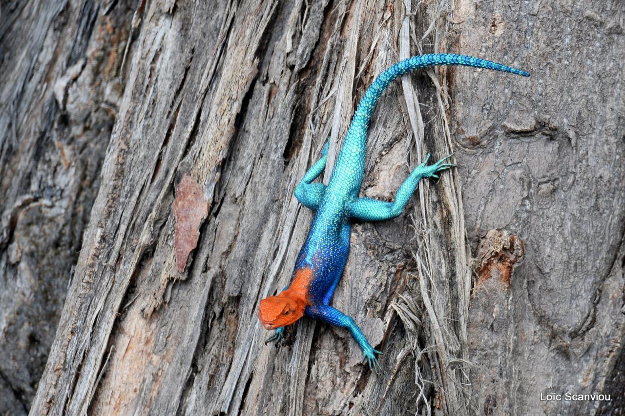 Agame/Agama Lizard (2)