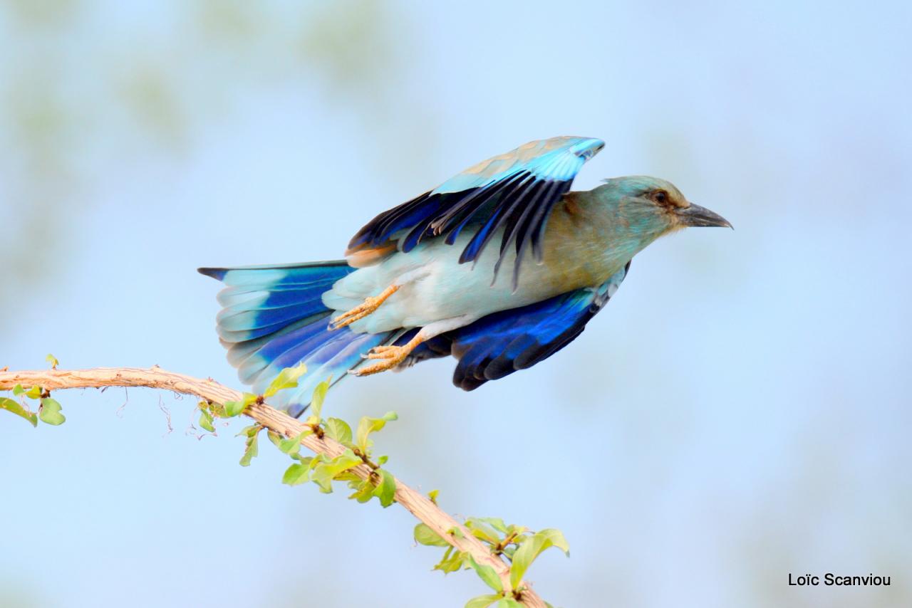 Rollier à longs brins/Lilac-breasted Roller (10)