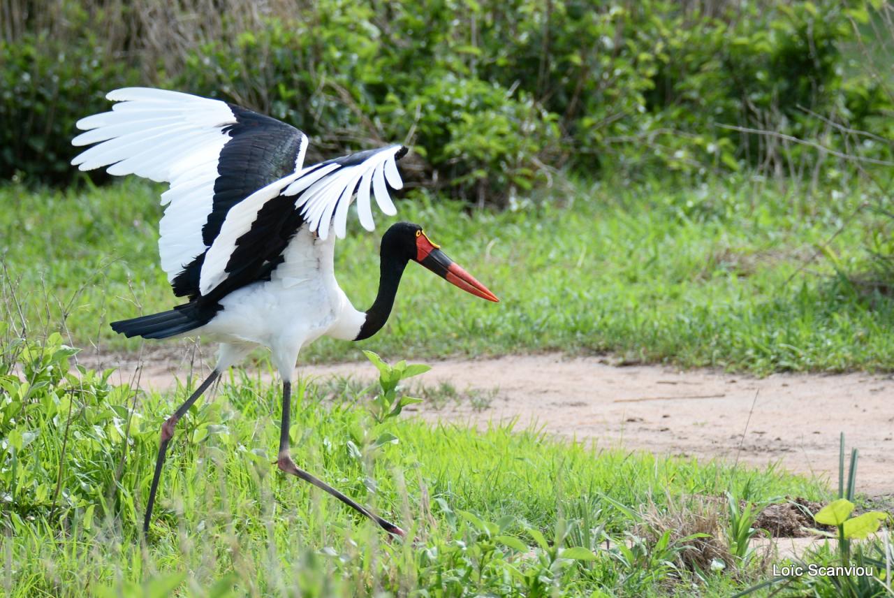 Jabiru d'Afrique/Saddle-billed Stork (1)