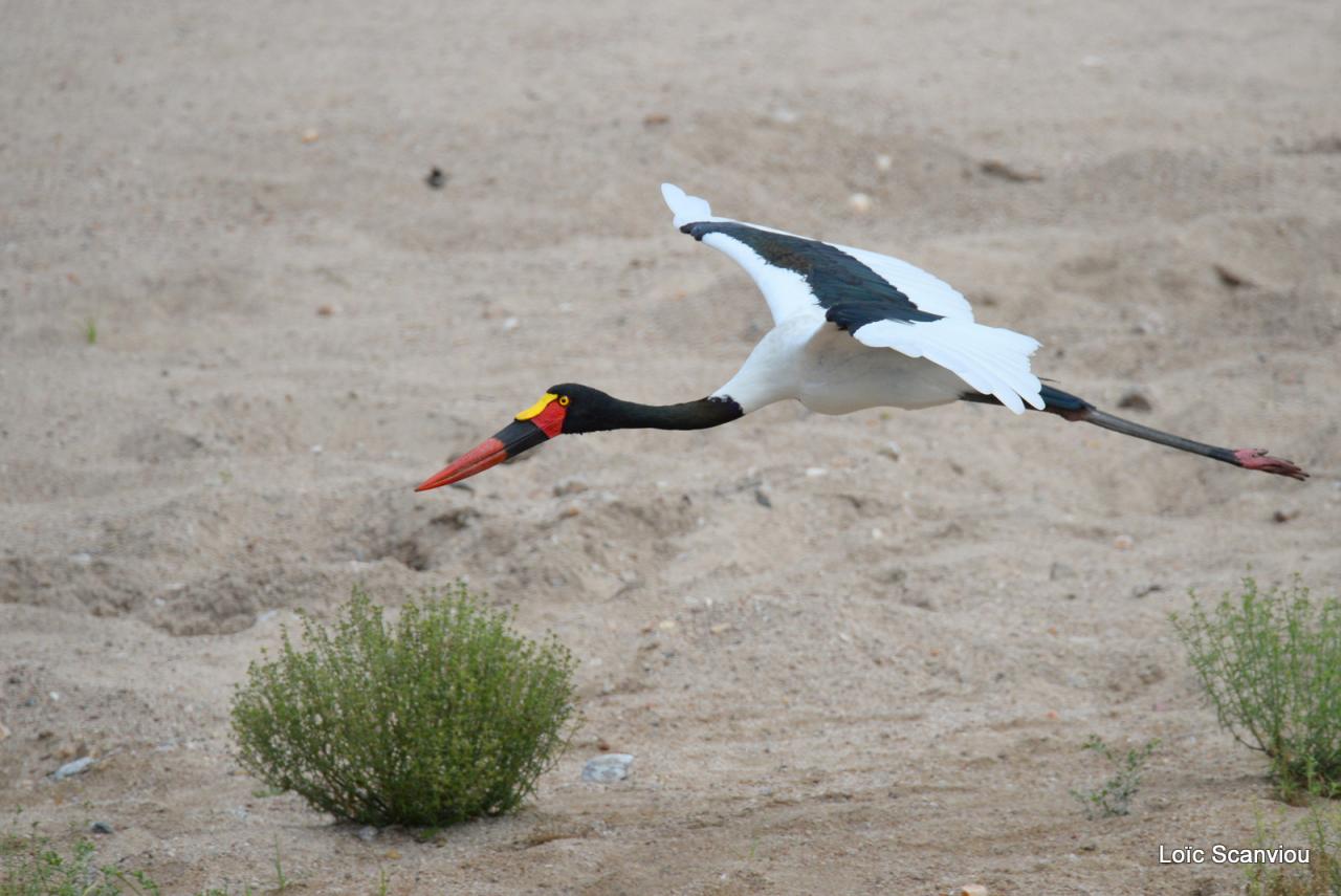 Jabiru d'Afrique/Saddle-billed Stork (2)