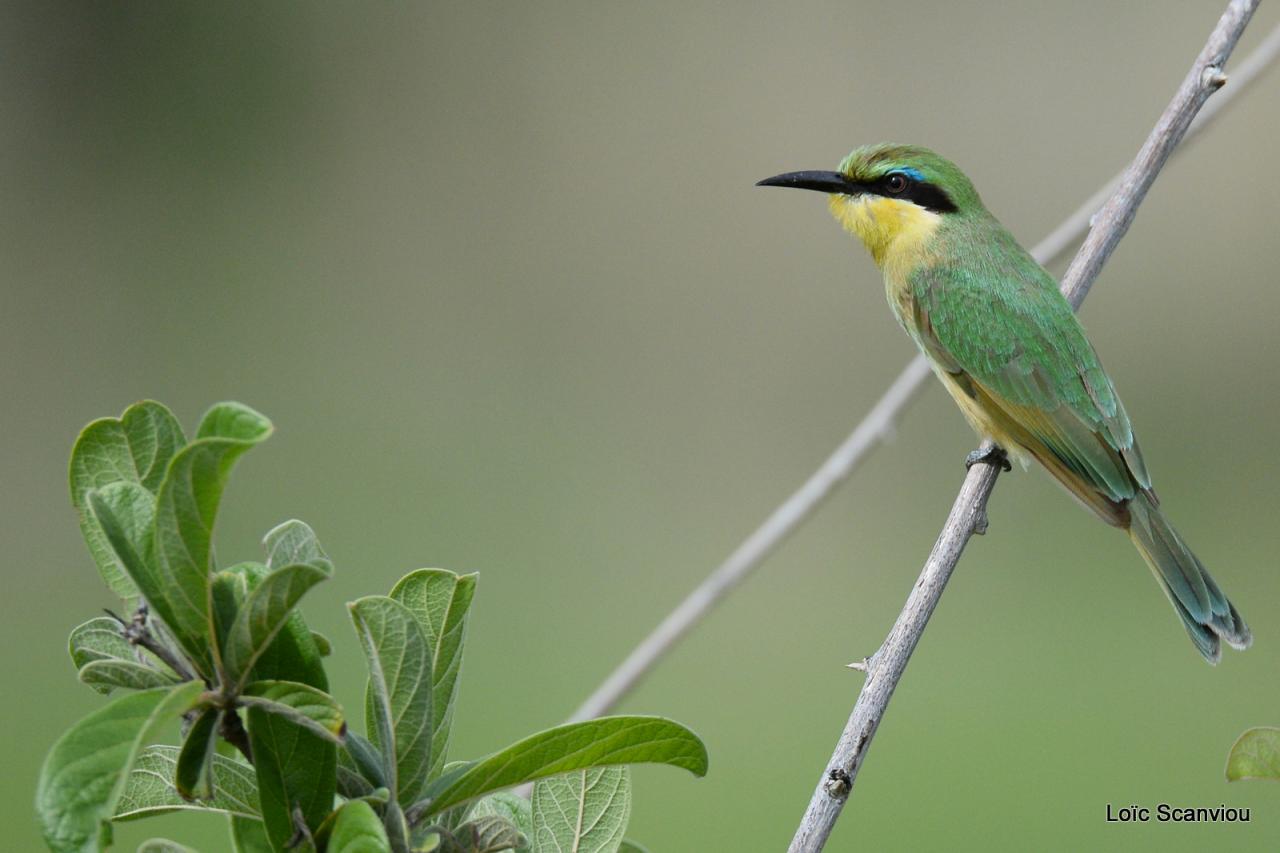 Guêpier nain/Little Bee-eater (1)