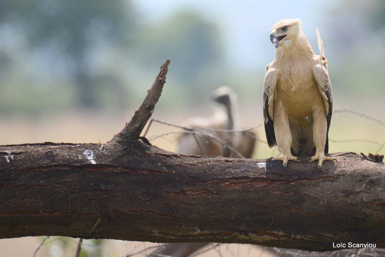 Ruaha (11)