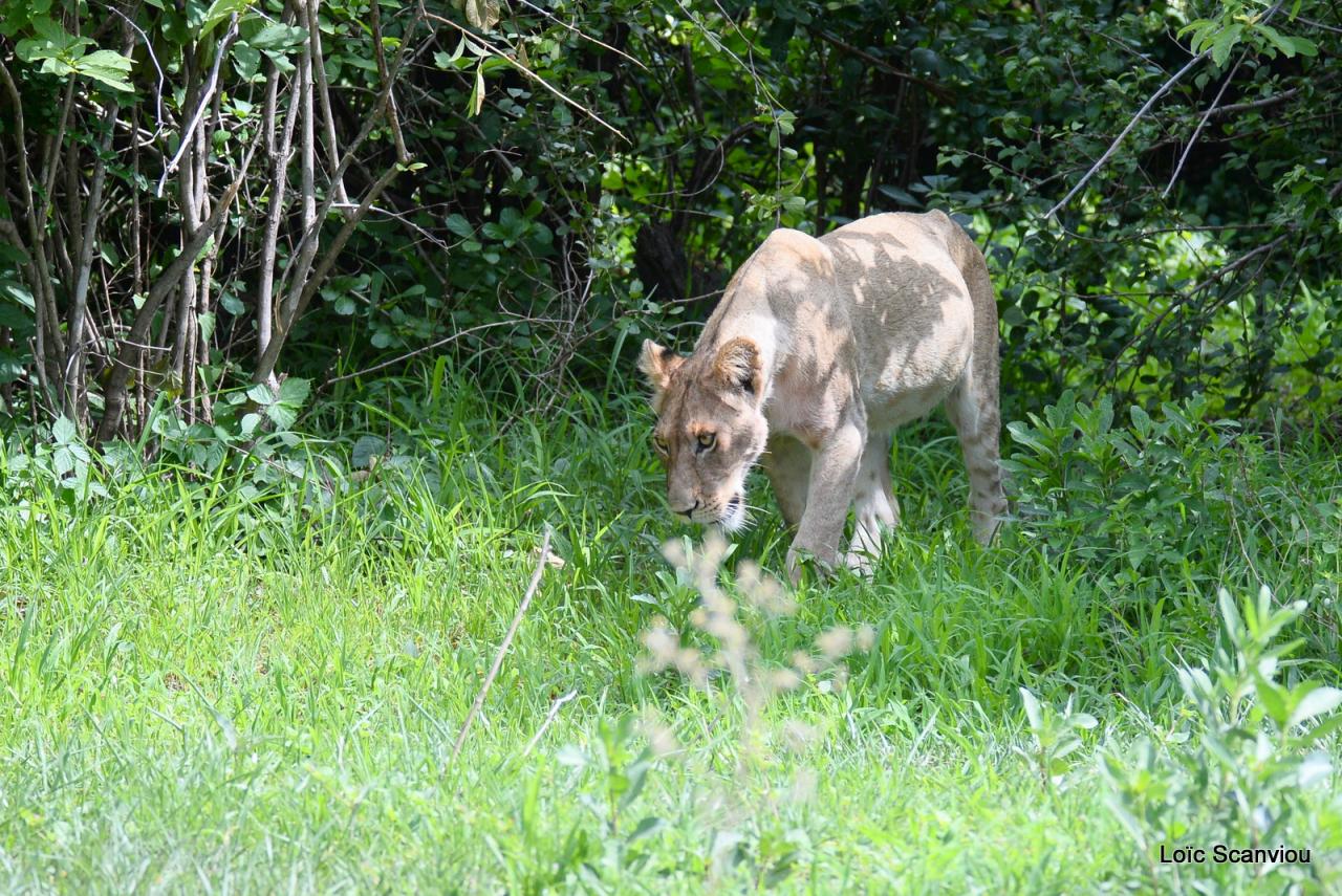 Lion (22)