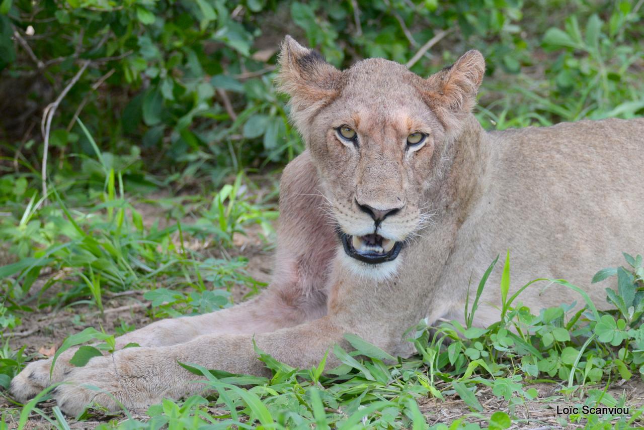Lion (23)