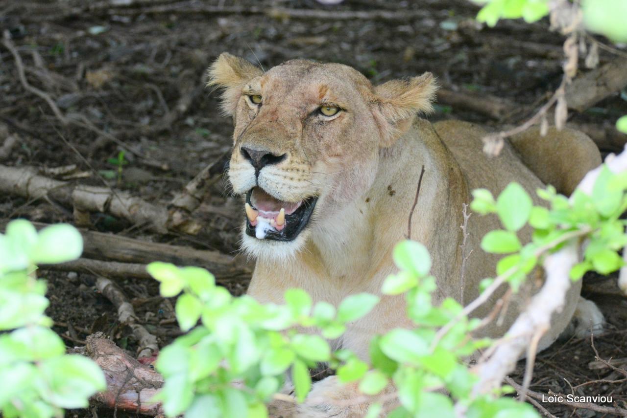 Lion (24)