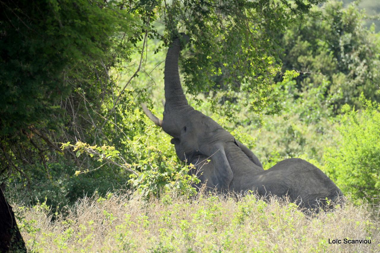 Ruaha (113)