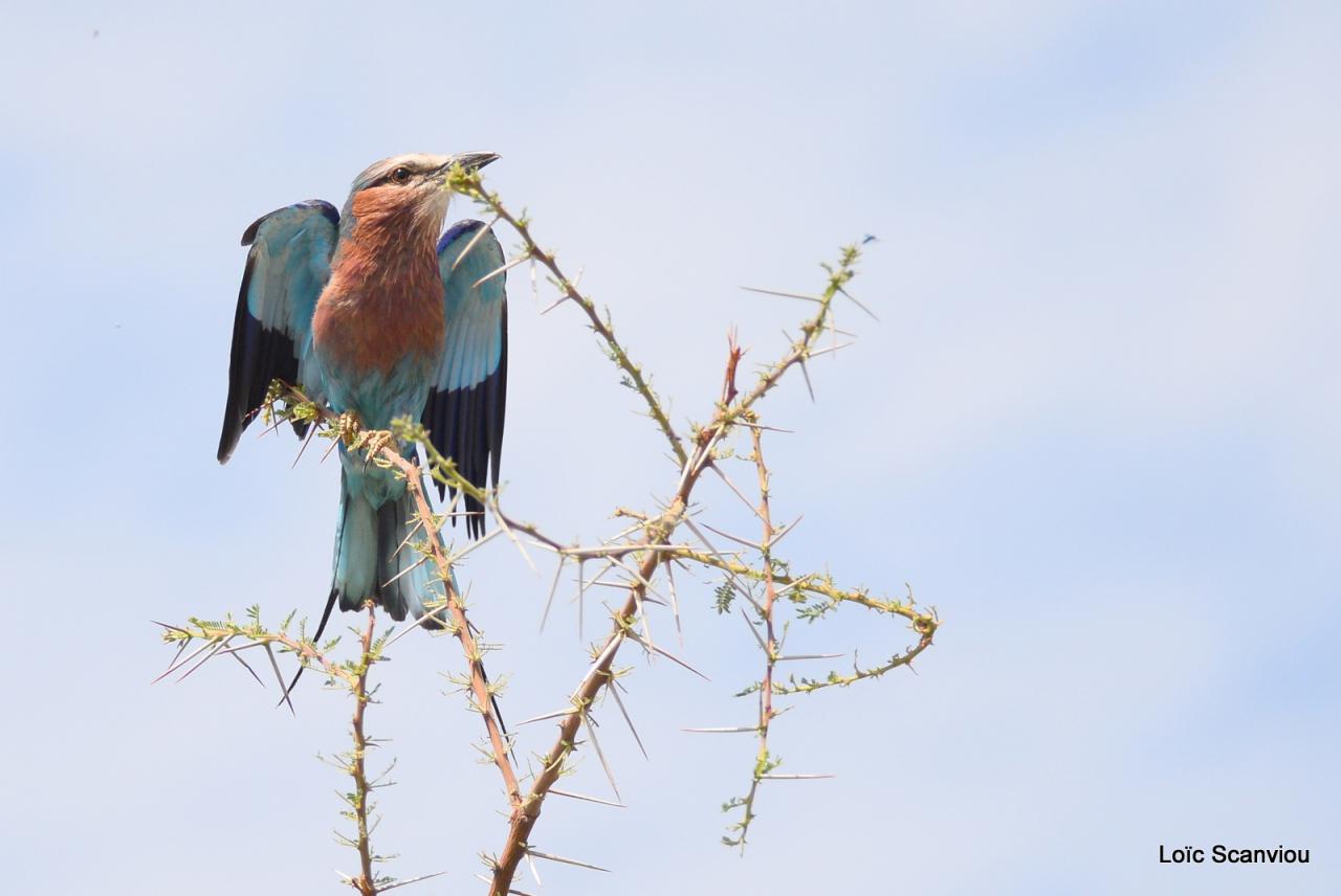 Rollier à longs brins/Lilac-breasted Roller (2)