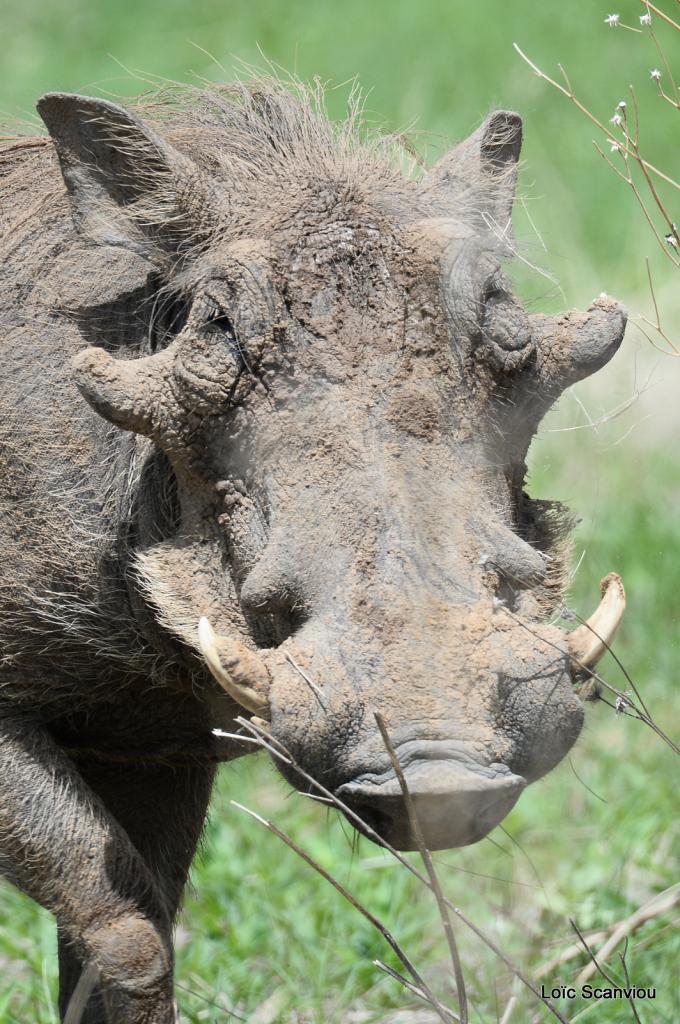 Phacochère/Warthog (3)