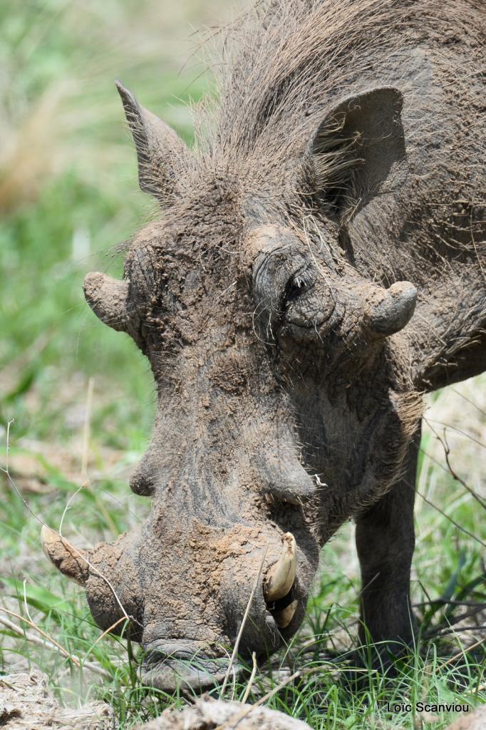 Phacochère/Warthog (4)