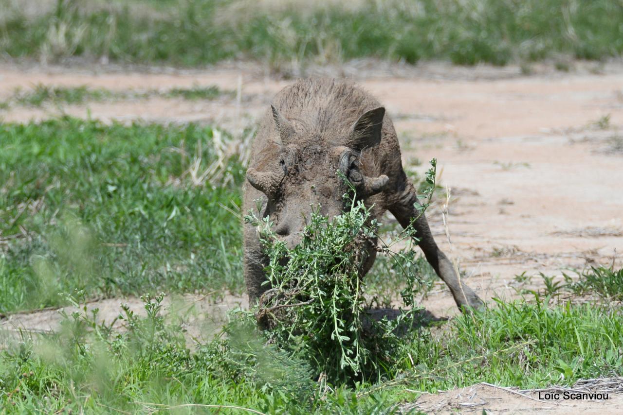 Phacochère/Warthog (5)