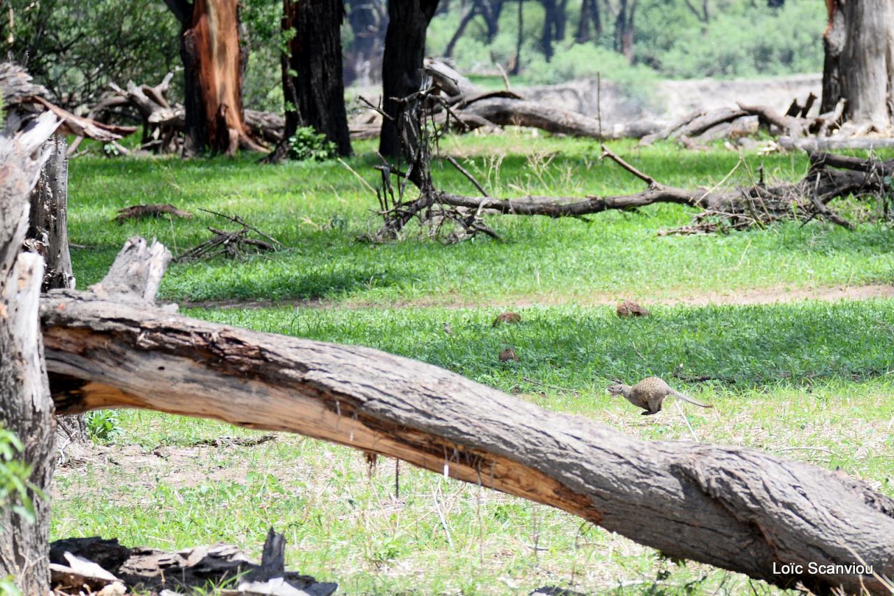 Mangouste/Mongoose (1)