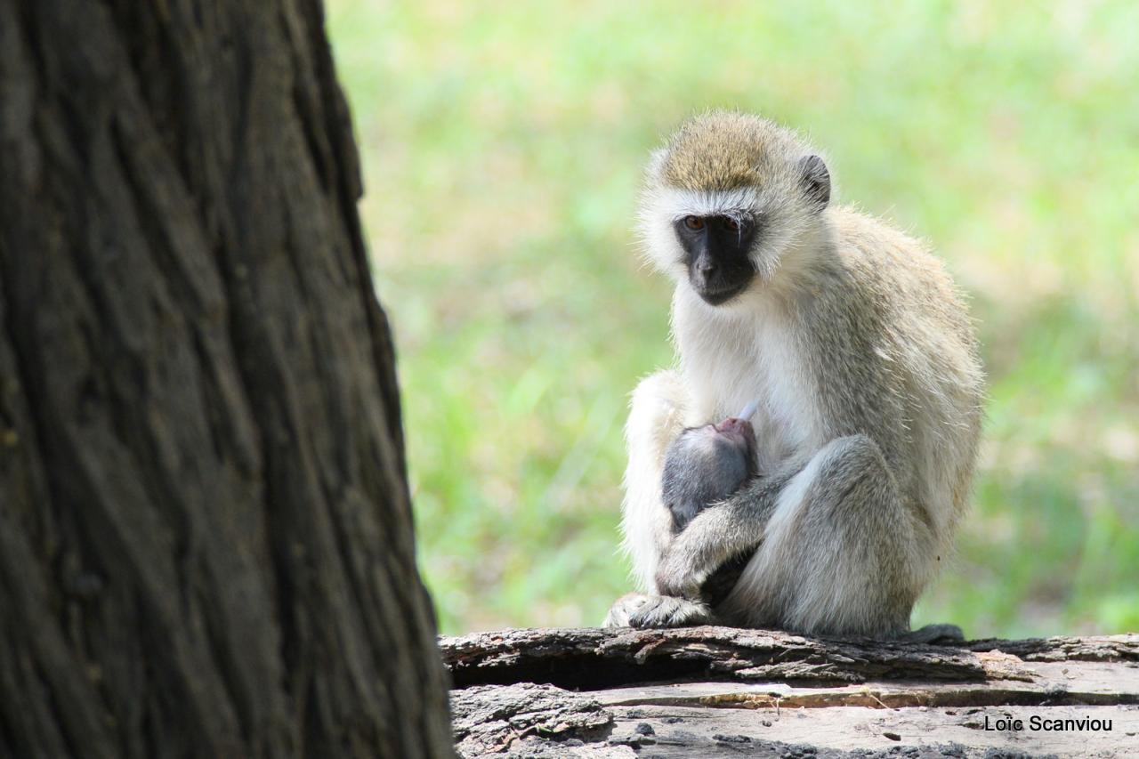 Vervet/Vervet Monkey (1)