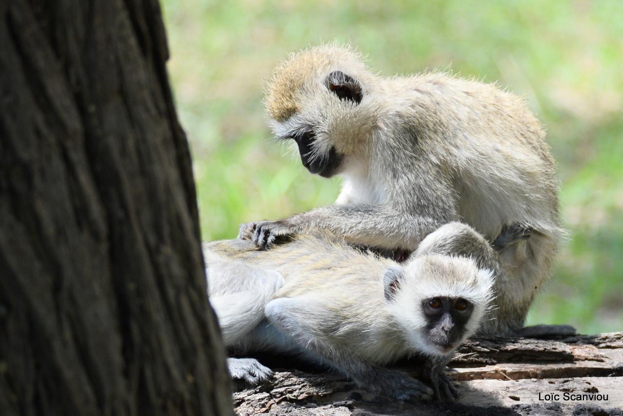 Vervet/Vervet Monkey (2)
