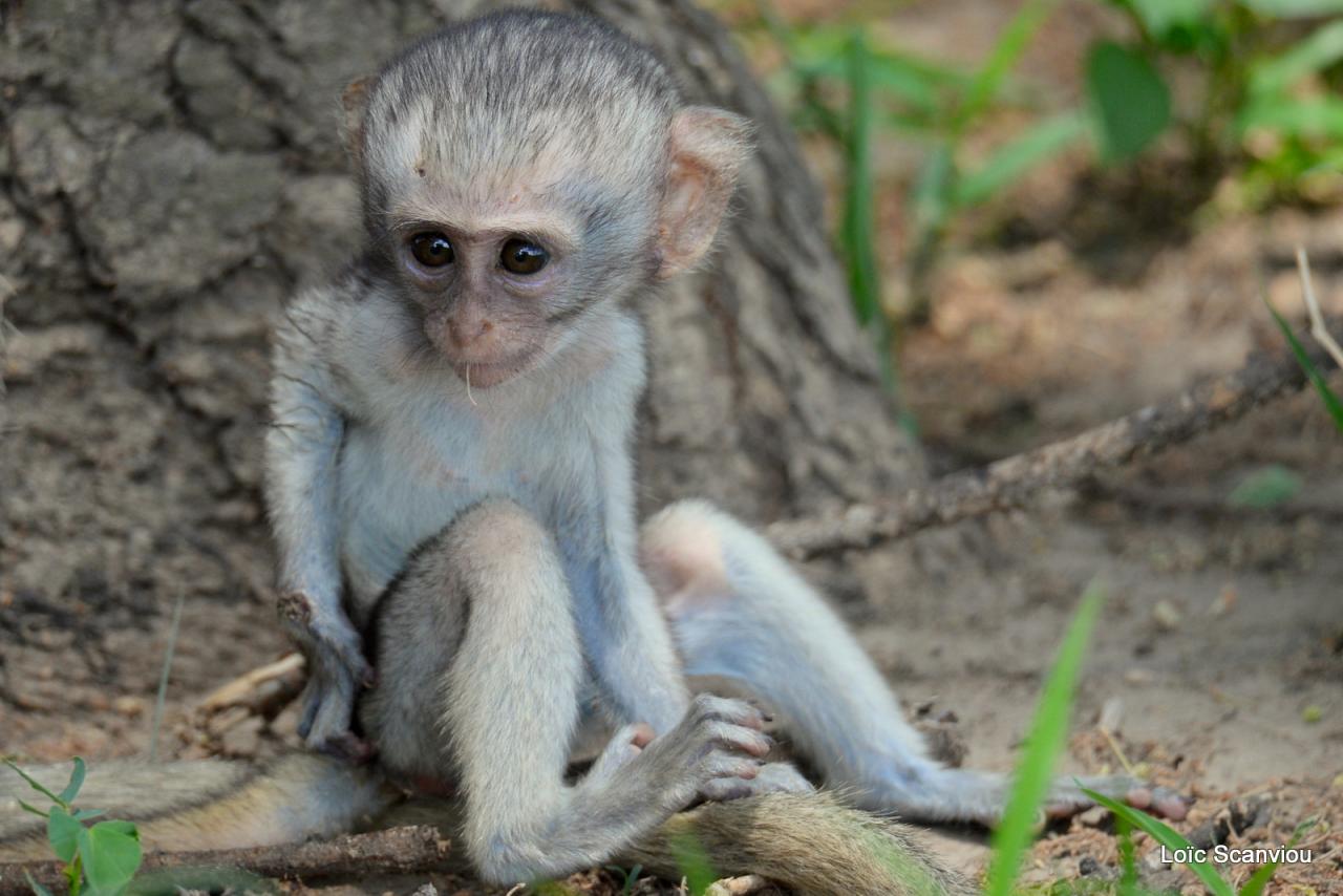 Vervet/Vervet Monkey (4)