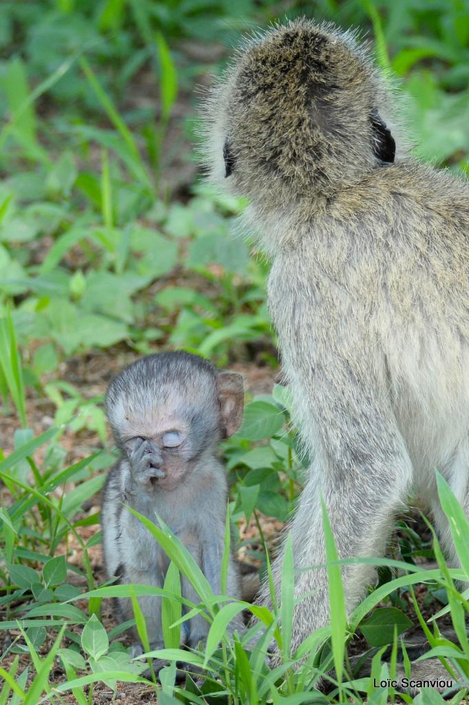 Vervet/Vervet Monkey (5)
