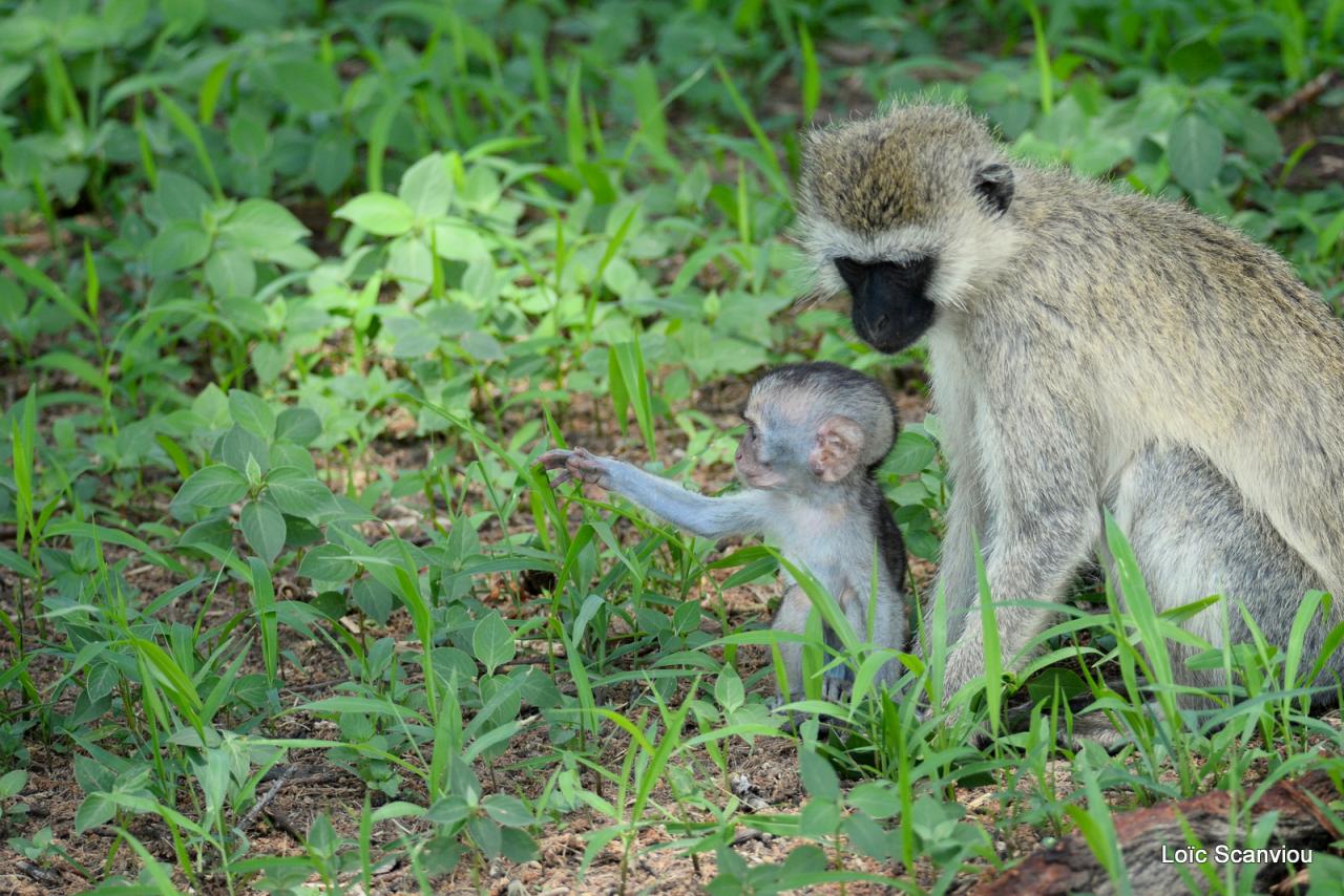 Vervet/Vervet Monkey (6)