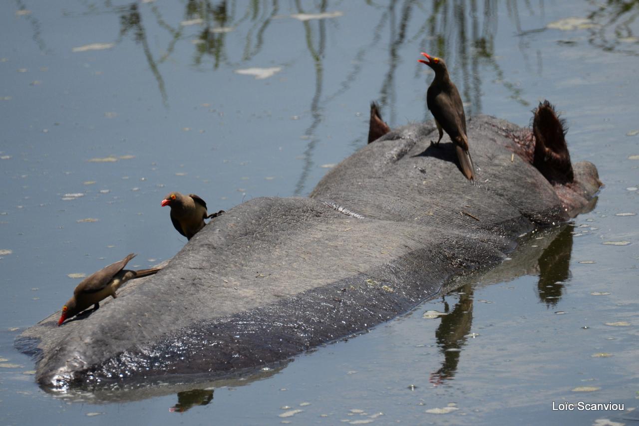 Hippopotame/Hippopotamus (2)