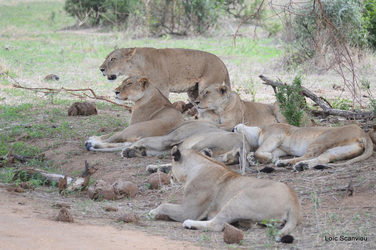 Lion (25)