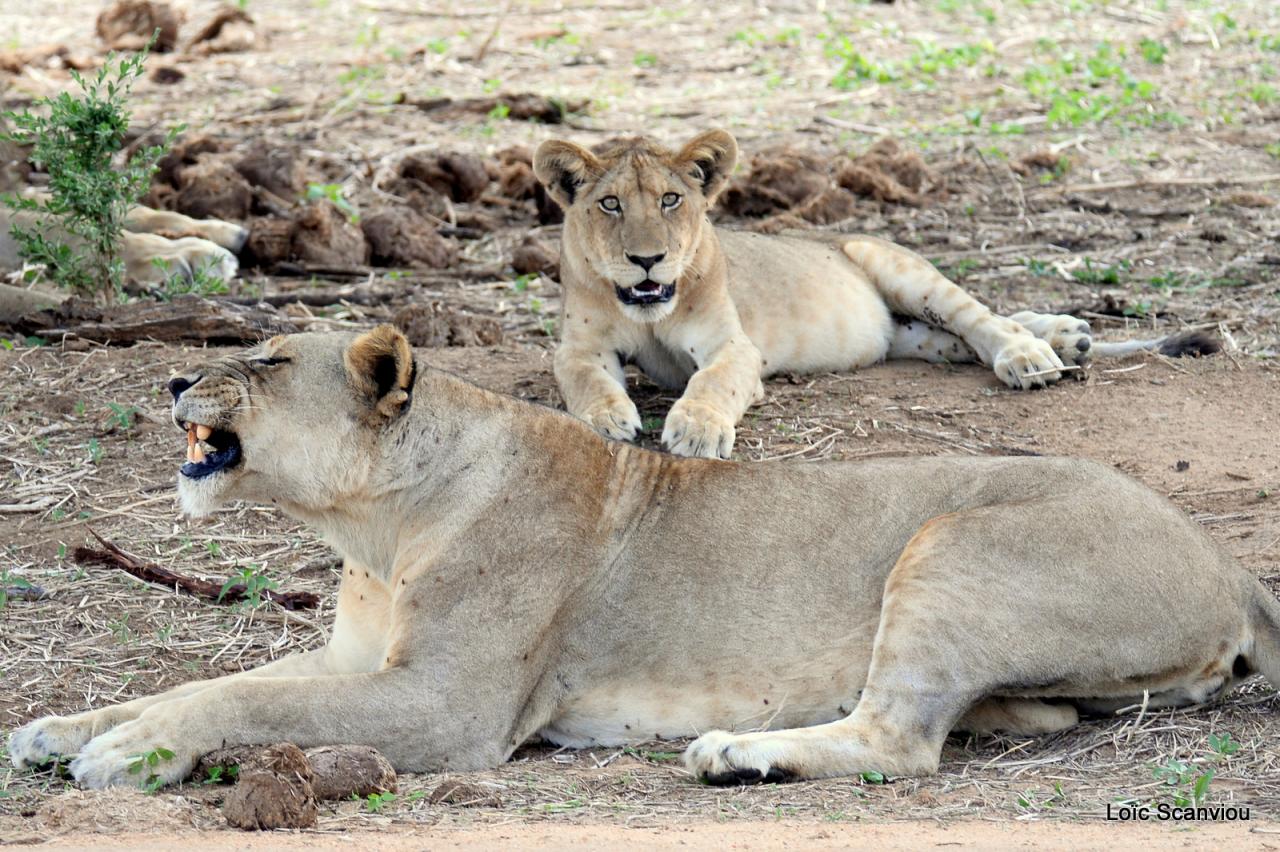 Lion (26)