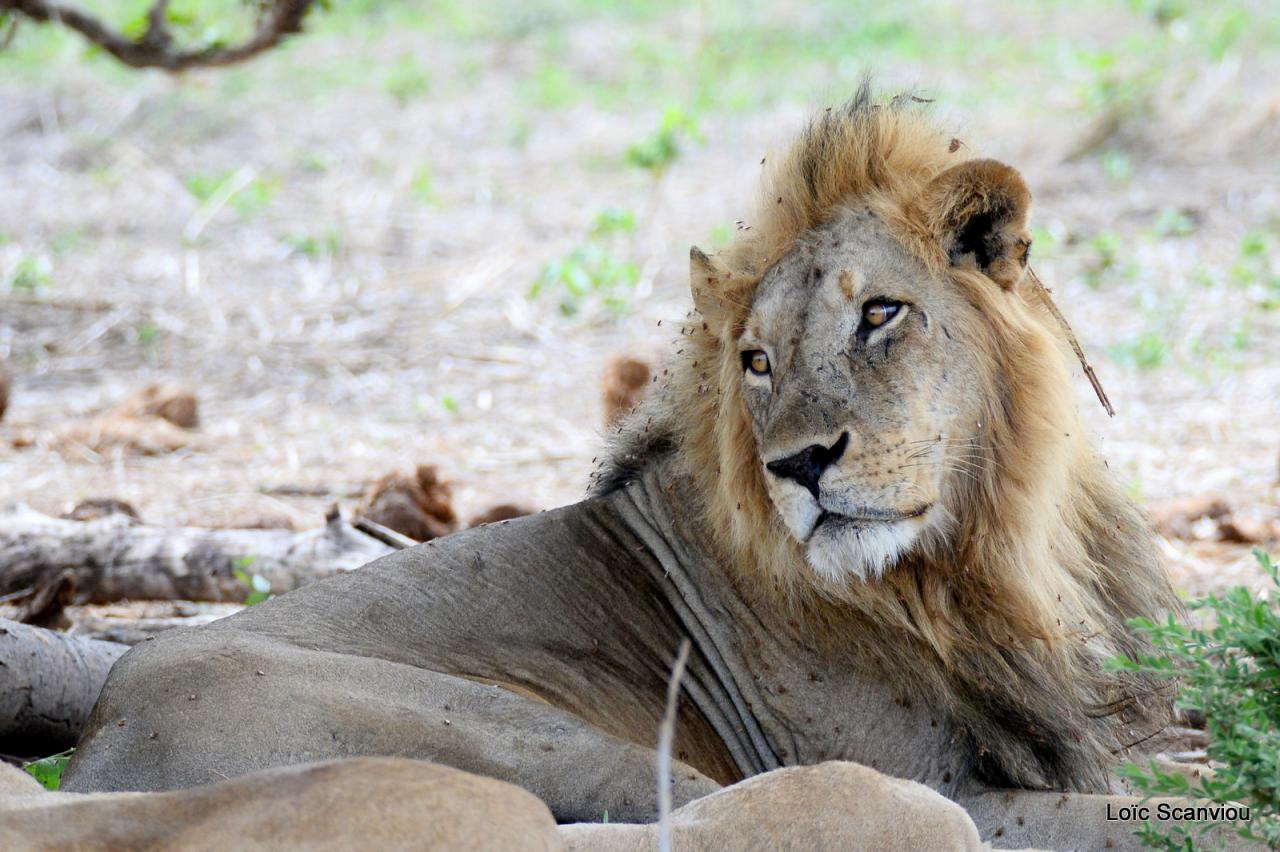 Lion (27)