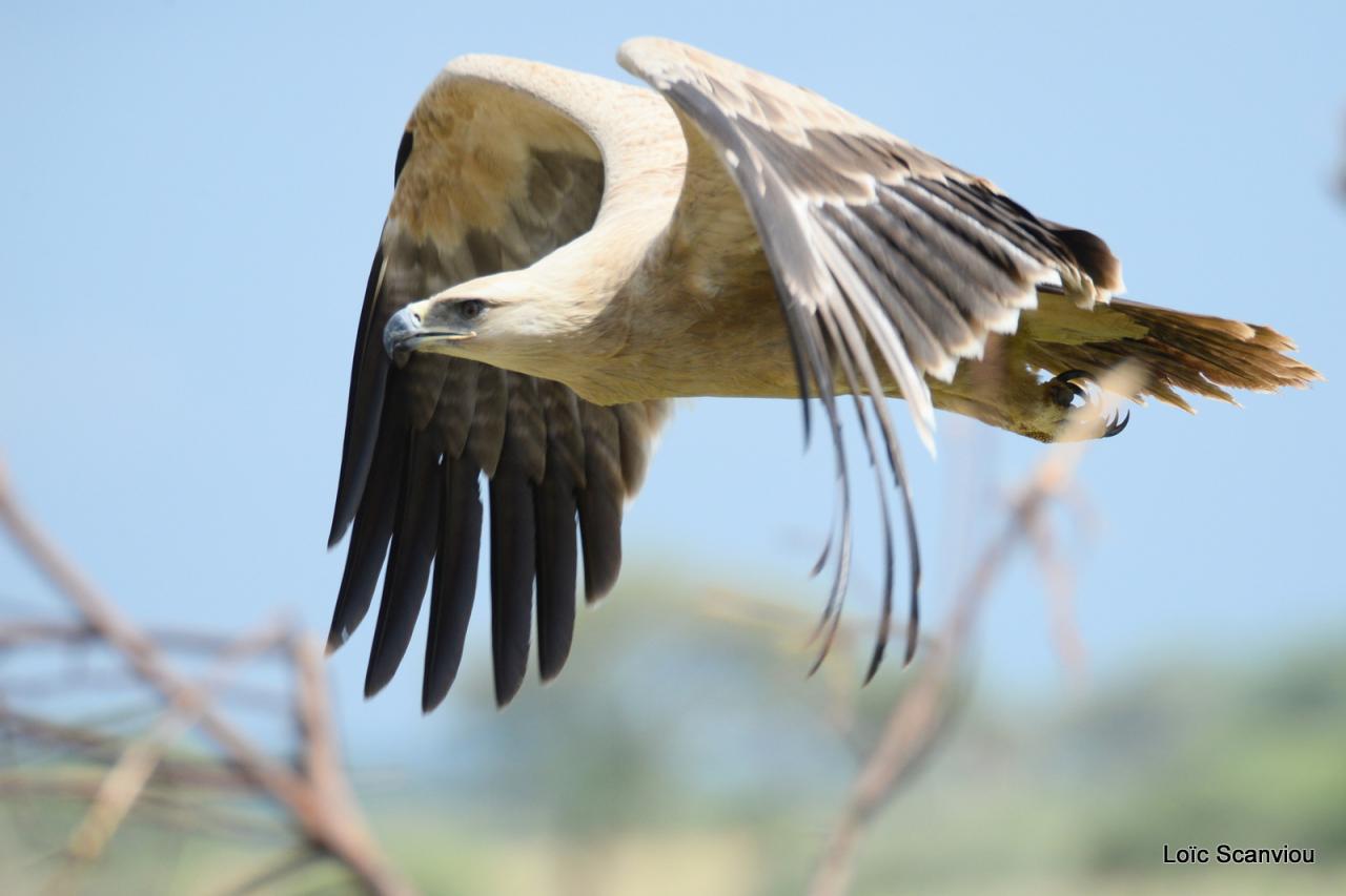 Ruaha (13)