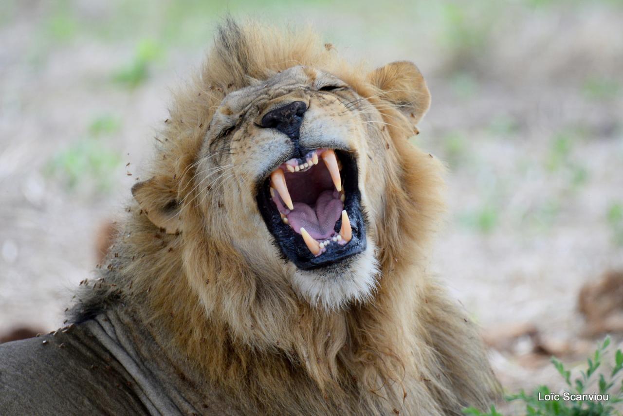 Lion (29)