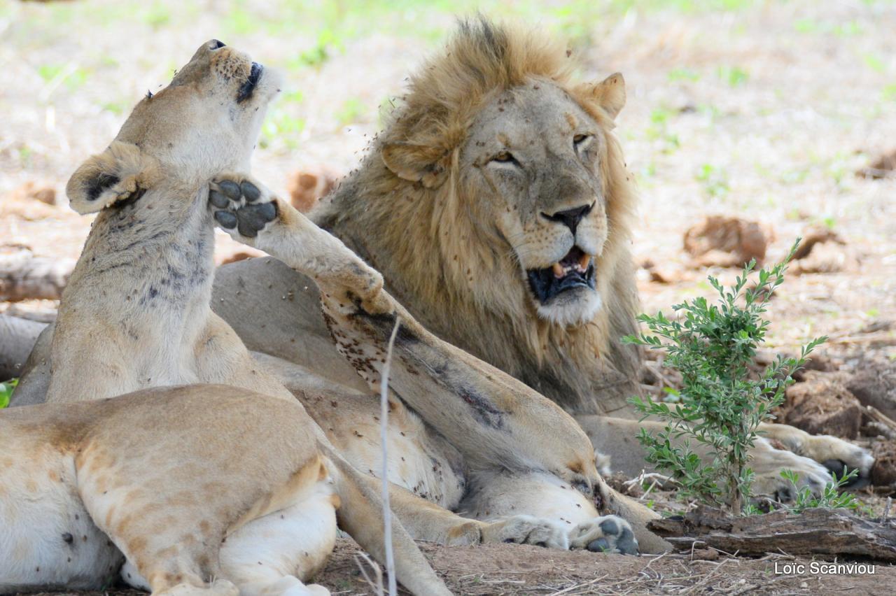 Lion (31)