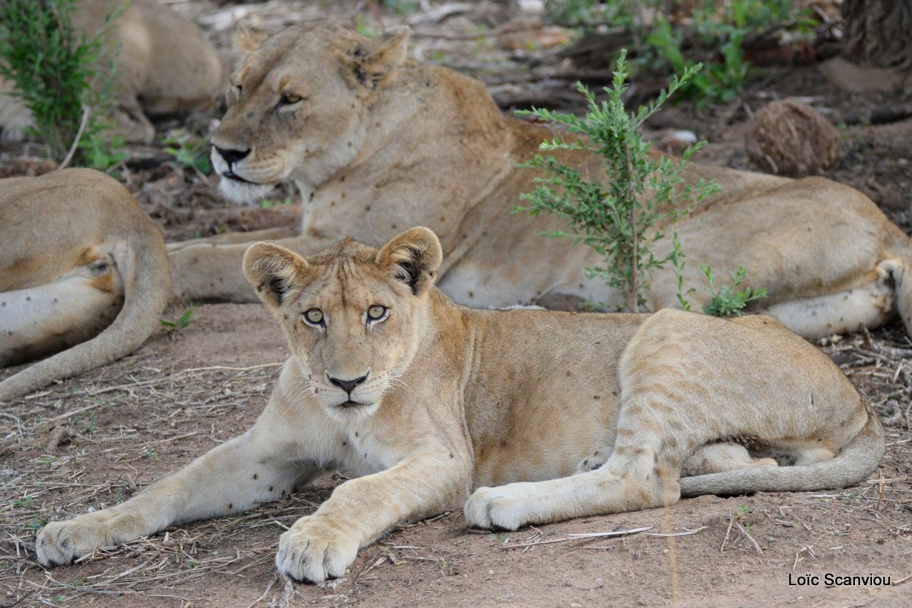 Lion (32)