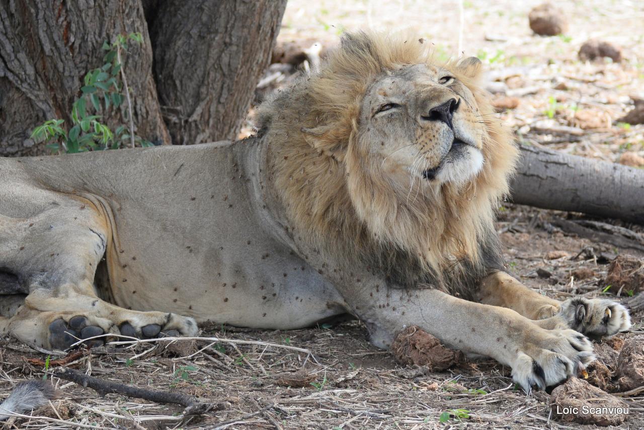 Lion (33)