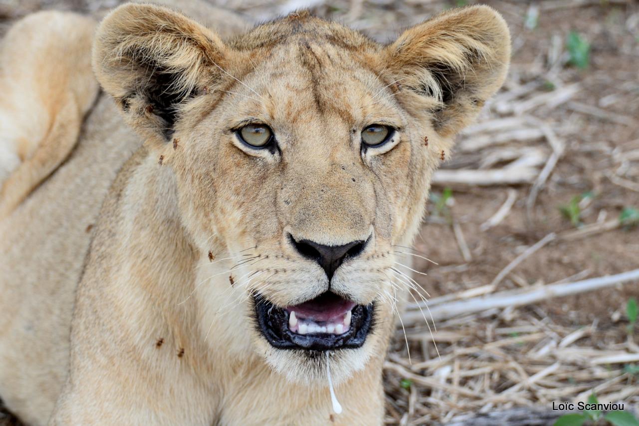 Lion (35)
