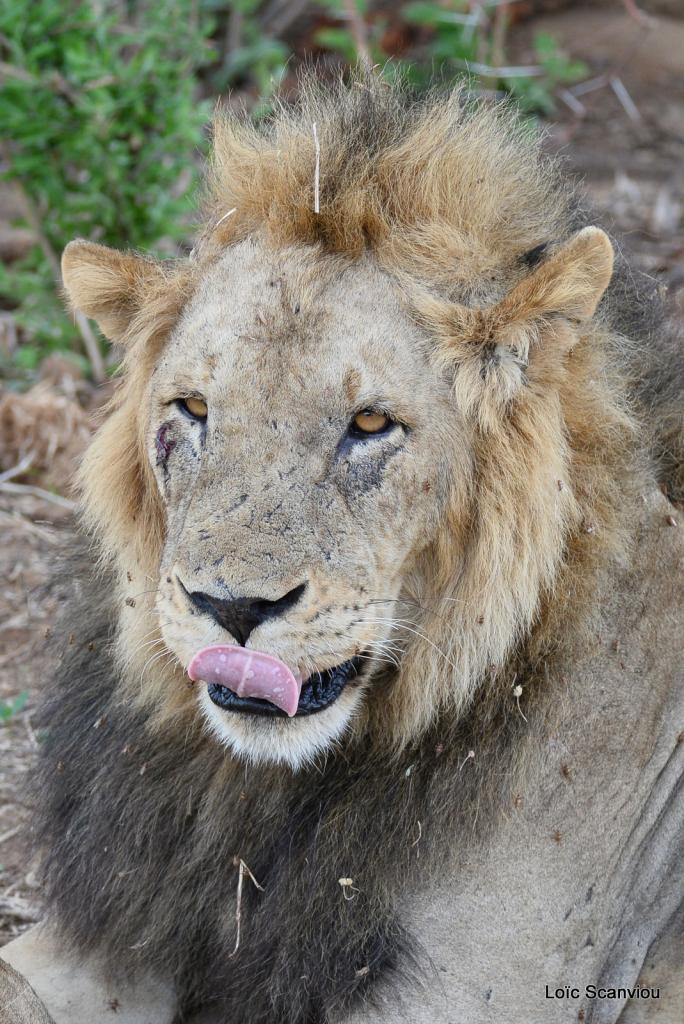 Lion (38)